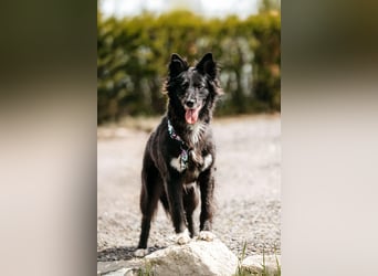 Fröhliche Bonja sucht ihre Menschen