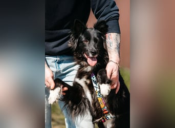 Fröhliche Bonja sucht ihre Menschen