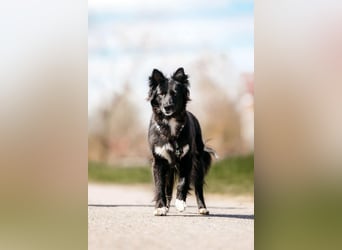 Fröhliche Bonja sucht ihre Menschen