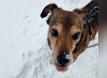 NINO - sanfter Senior sucht seine Chance auf ein eigenes Zuhause