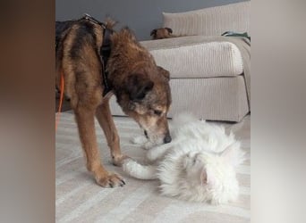 NINO - sanfter Senior sucht seine Chance auf ein eigenes Zuhause