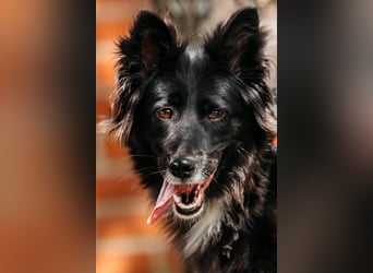 Fröhliche Bonja sucht ihre Menschen