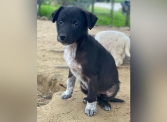 Altor, geb. ca. 10/2025, lebt in GRIECHENLAND, auf einer privaten Pflegestelle