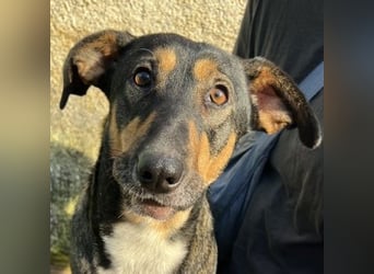 Ajax, geb. ca. 11/2024, lebt in GRIECHENLAND, auf einem Gelände, auf dem die Hunde notdürftig versor