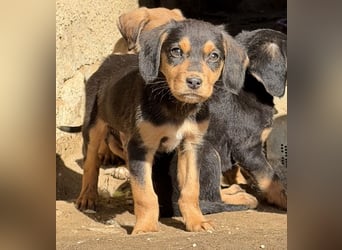 Lior, geb. ca. 12/2025, lebt in GRIECHENLAND, auf einer privaten Pflegestelle