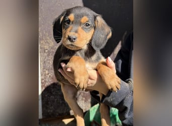 Lior, geb. ca. 12/2025, lebt in GRIECHENLAND, auf einer privaten Pflegestelle