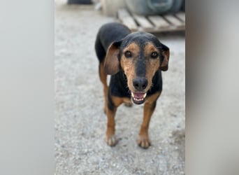 Carl, geb. ca. 05/2021, lebt in GRIECHENLAND, im städt. Tierheim Serres