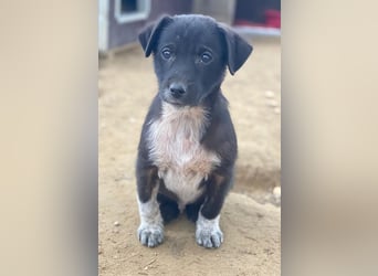 Altor, geb. ca. 10/2025, lebt in GRIECHENLAND, auf einer privaten Pflegestelle