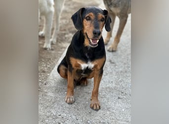 Carl, geb. ca. 05/2021, lebt in GRIECHENLAND, im städt. Tierheim Serres