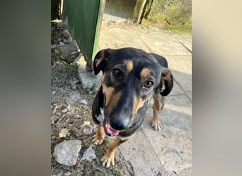 Ajax, geb. ca. 11/2024, lebt in GRIECHENLAND, auf einem Gelände, auf dem die Hunde notdürftig versor