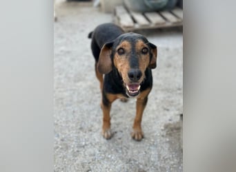 Carl, geb. ca. 05/2021, lebt in GRIECHENLAND, im städt. Tierheim Serres