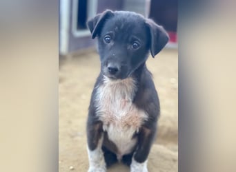 Altor, geb. ca. 10/2025, lebt in GRIECHENLAND, auf einer privaten Pflegestelle