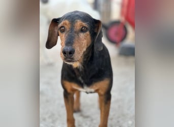Carl, geb. ca. 05/2021, lebt in GRIECHENLAND, im städt. Tierheim Serres