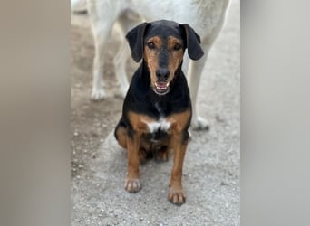Carl, geb. ca. 05/2021, lebt in GRIECHENLAND, im städt. Tierheim Serres
