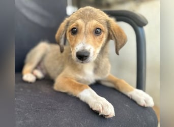 Louis, geb. ca. 04/2026, lebt in GRIECHENLAND, im städt. Tierheim Serres