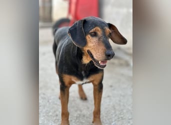 Carl, geb. ca. 05/2021, lebt in GRIECHENLAND, im städt. Tierheim Serres