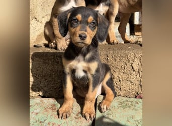 Lior, geb. ca. 12/2025, lebt in GRIECHENLAND, auf einer privaten Pflegestelle