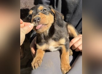 Lior, geb. ca. 12/2025, lebt in GRIECHENLAND, auf einer privaten Pflegestelle