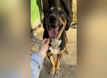 Ajax, geb. ca. 11/2024, lebt in GRIECHENLAND, auf einem Gelände, auf dem die Hunde notdürftig versor