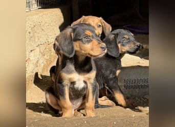 Lior, geb. ca. 12/2025, lebt in GRIECHENLAND, auf einer privaten Pflegestelle