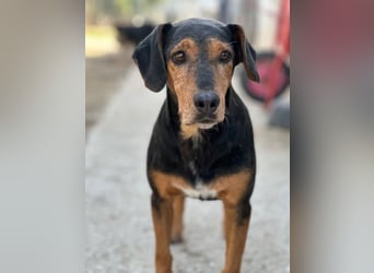 Carl, geb. ca. 05/2021, lebt in GRIECHENLAND, im städt. Tierheim Serres