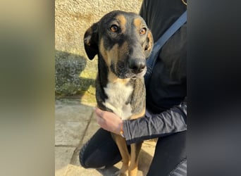 Ajax, geb. ca. 11/2024, lebt in GRIECHENLAND, auf einem Gelände, auf dem die Hunde notdürftig versor