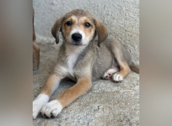 Louis, geb. ca. 04/2026, lebt in GRIECHENLAND, im städt. Tierheim Serres