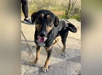 Ajax, geb. ca. 11/2024, lebt in GRIECHENLAND, auf einem Gelände, auf dem die Hunde notdürftig versor