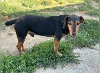 Carl, geb. ca. 05/2021, lebt in GRIECHENLAND, im städt. Tierheim Serres