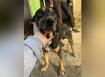 Ajax, geb. ca. 11/2024, lebt in GRIECHENLAND, auf einem Gelände, auf dem die Hunde notdürftig versor