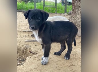 Altor, geb. ca. 10/2025, lebt in GRIECHENLAND, auf einer privaten Pflegestelle