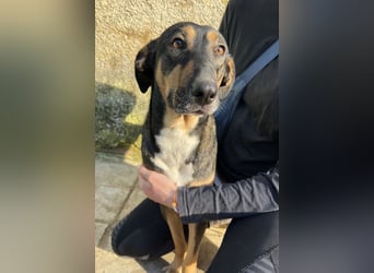 Ajax, geb. ca. 11/2024, lebt in GRIECHENLAND, auf einem Gelände, auf dem die Hunde notdürftig versor