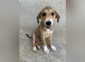 Louis, geb. ca. 04/2026, lebt in GRIECHENLAND, im städt. Tierheim Serres