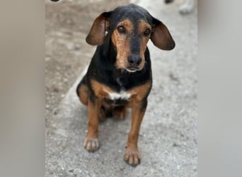 Carl, geb. ca. 05/2021, lebt in GRIECHENLAND, im städt. Tierheim Serres