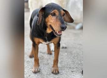 Carl, geb. ca. 05/2021, lebt in GRIECHENLAND, im städt. Tierheim Serres