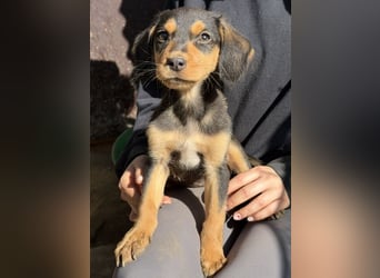 Lior, geb. ca. 12/2025, lebt in GRIECHENLAND, auf einer privaten Pflegestelle