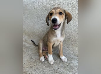 Louis, geb. ca. 04/2026, lebt in GRIECHENLAND, im städt. Tierheim Serres
