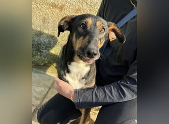 Ajax, geb. ca. 11/2024, lebt in GRIECHENLAND, auf einem Gelände, auf dem die Hunde notdürftig versor