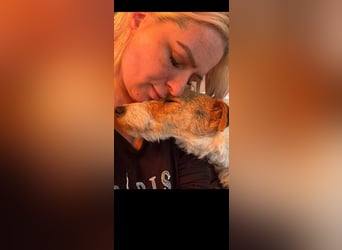 Foxy sucht liebevolles zu Hause