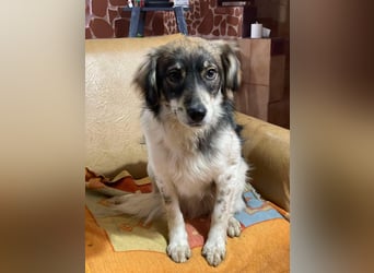 Max sucht erfahrenes zu Hause