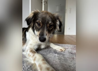 Max sucht erfahrenes zu Hause