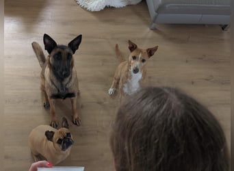 Agile & lebensfrohe Emmy sucht liebevolles zu Hause