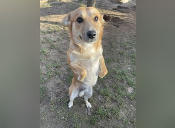 Snoopy sucht liebevolles zu Hause