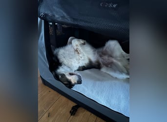 Max sucht erfahrenes zu Hause