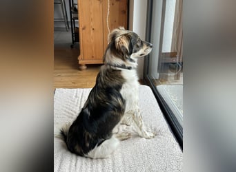 Max sucht erfahrenes zu Hause