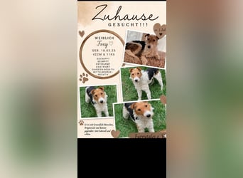 Foxy sucht liebevolles zu Hause