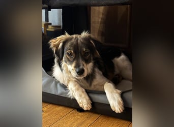 Max sucht erfahrenes zu Hause