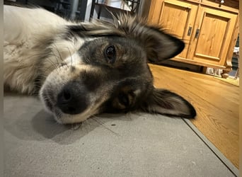 Max sucht erfahrenes zu Hause