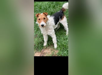 Foxy sucht liebevolles zu Hause