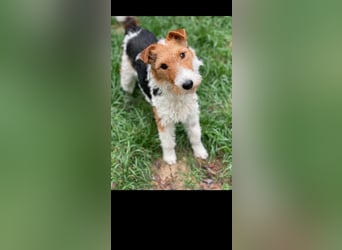 Foxy sucht liebevolles zu Hause